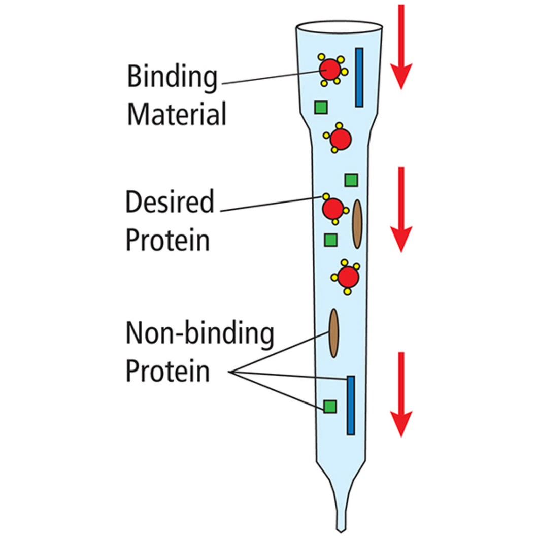 Affinity Chromatography of Glucose Binding Proteins - Edvotek 277