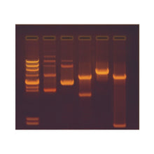 Load image into Gallery viewer, Edvotek 301 Construction and Cloning of a DNA Recombinant