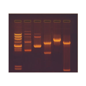 Edvotek 301 Construction and Cloning of a DNA Recombinant