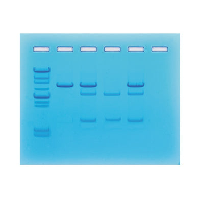 Edvotek 314 In Search of the Cancer Gene