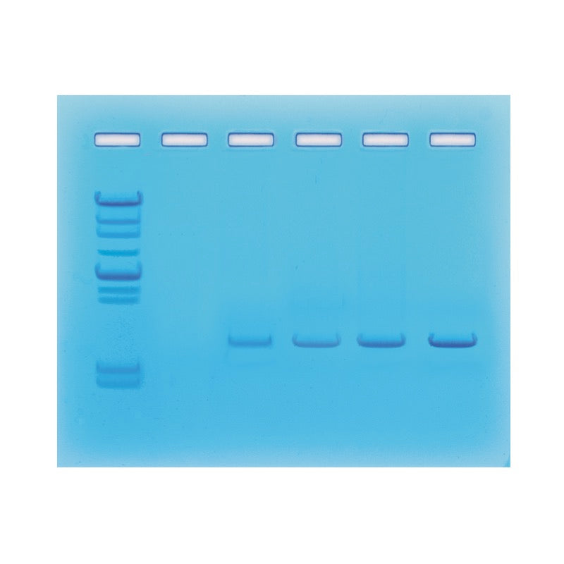 Edvotek 330 Amplification of DNA by PCR