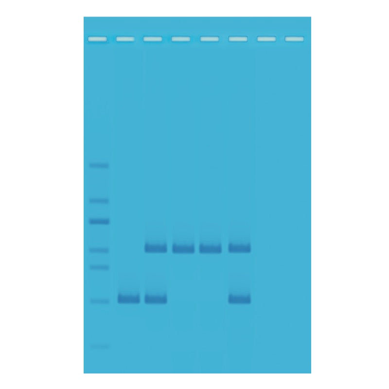 Edvotek 333 PCR-Based Alu-Human DNA Typing