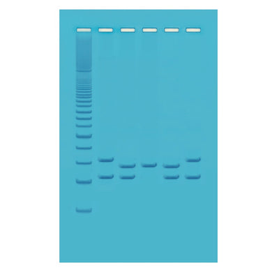 Edvotek 334 PCR-Based VNTR Human DNA Typing