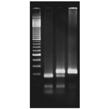 Load image into Gallery viewer, Edvotek 345 Exploring the Genetics of Taste: SNP Analysis of the PTC Gene Using PCR  Edit alt text