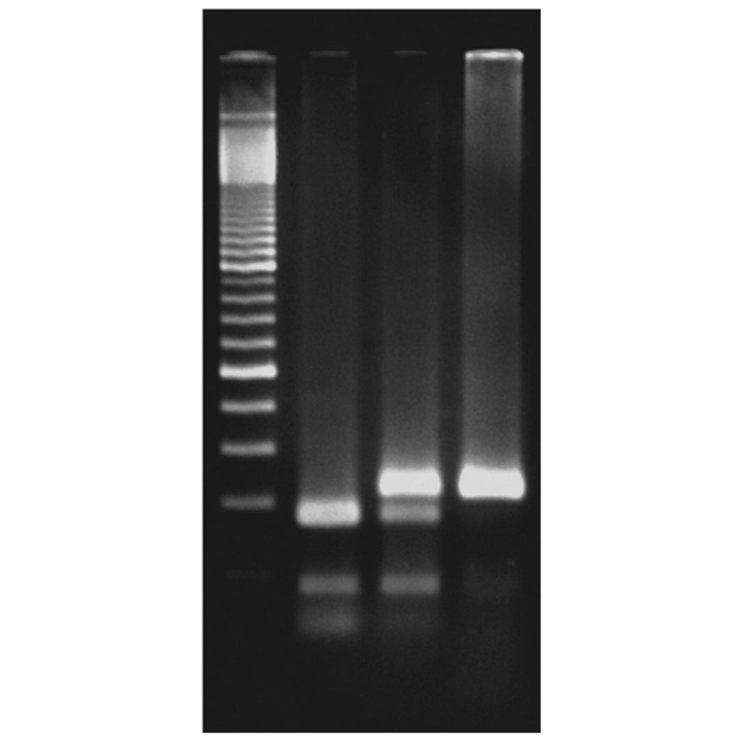 Edvotek 345 Exploring the Genetics of Taste: SNP Analysis of the PTC Gene Using PCR  Edit alt text
