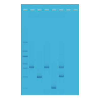 Edvotek 371 DNA Fingerprinting Using PCR