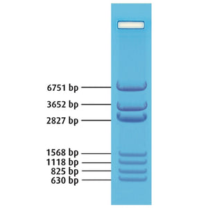 Edvotek 750-1 DNA Standard Marker