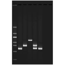Load image into Gallery viewer, 953 Water Quality Testing III: Multiplex PCR Testing of Water Contaminants