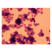 Load image into Gallery viewer, Edvotek 990 Morphology of Cancer Cells