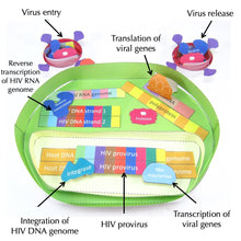 Load image into Gallery viewer, HIV Life Cycle