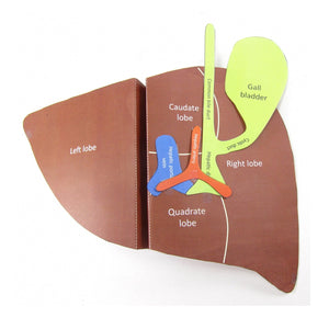 liver origami organelle