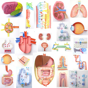 anatomy & physiology origami organelle bundle