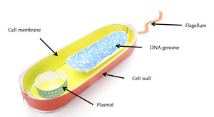 Labelled bacterial cell model