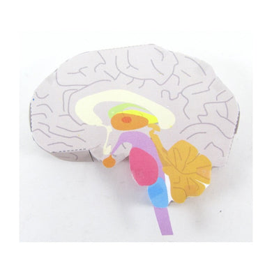 brain structure origami organelle