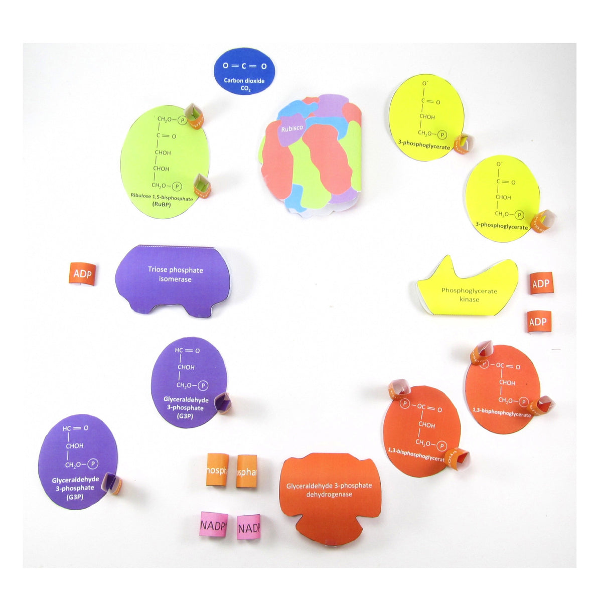 Calvin Cycle – Discovering DNA