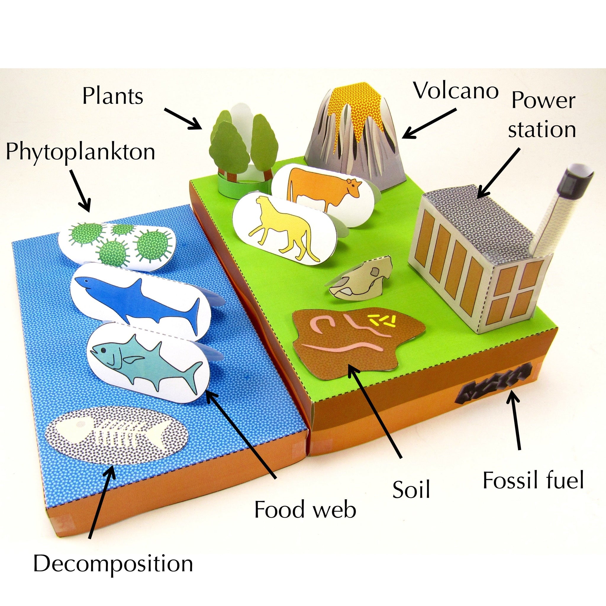 Carbon Cycle – Discovering DNA