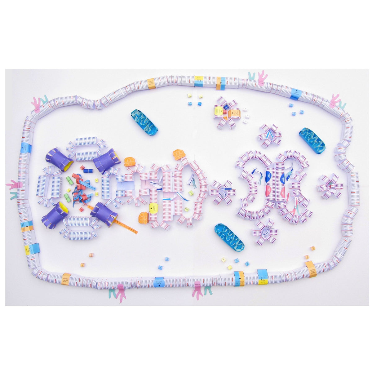 Origami Cell Bundle – Discovering DNA