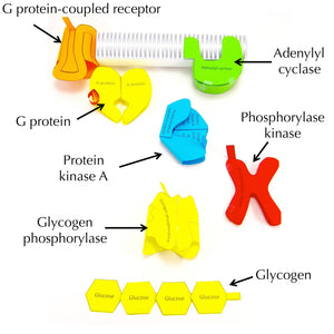 cell signalling origami organelle
