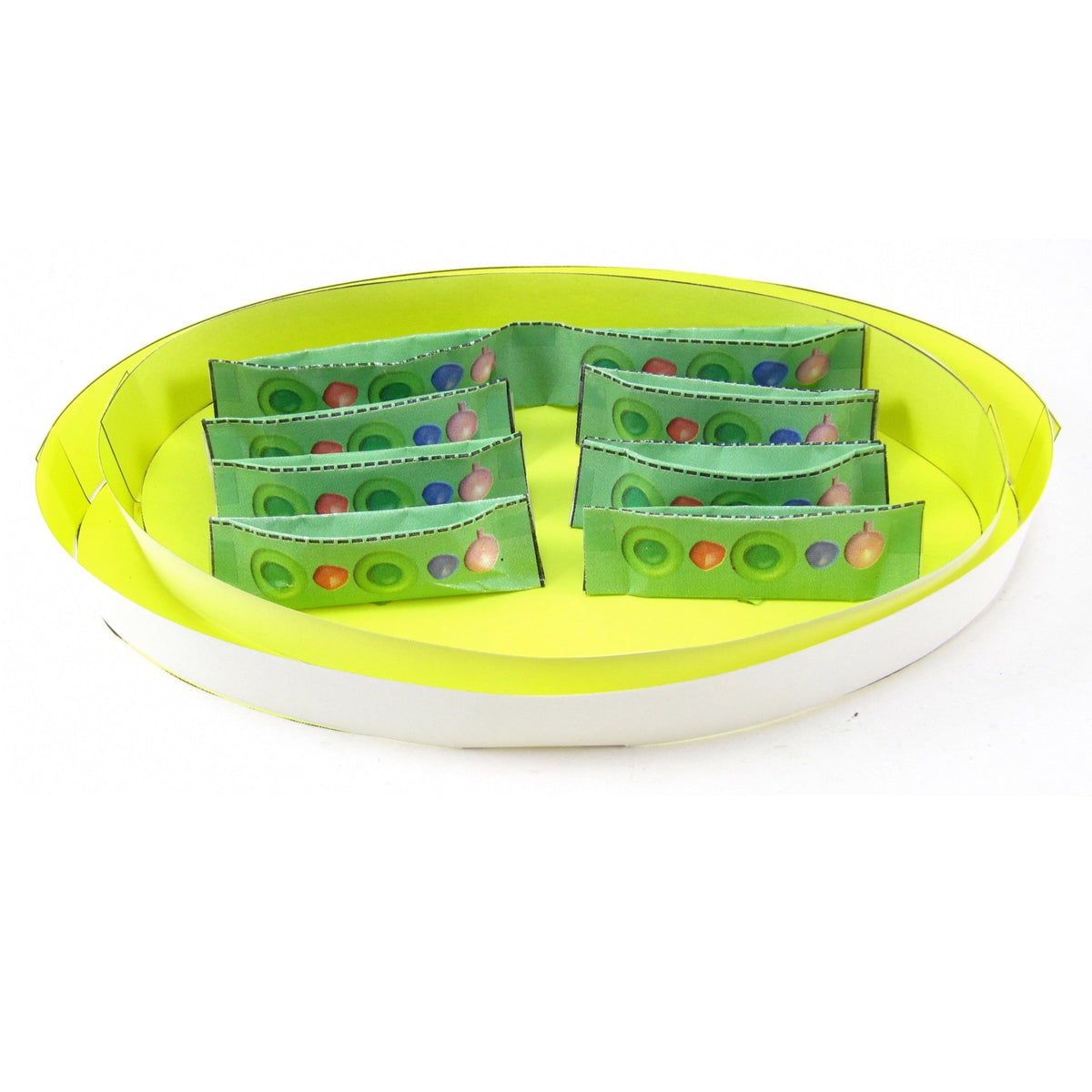 Chloroplasts – Discovering DNA