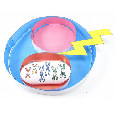 cloning origami organelle