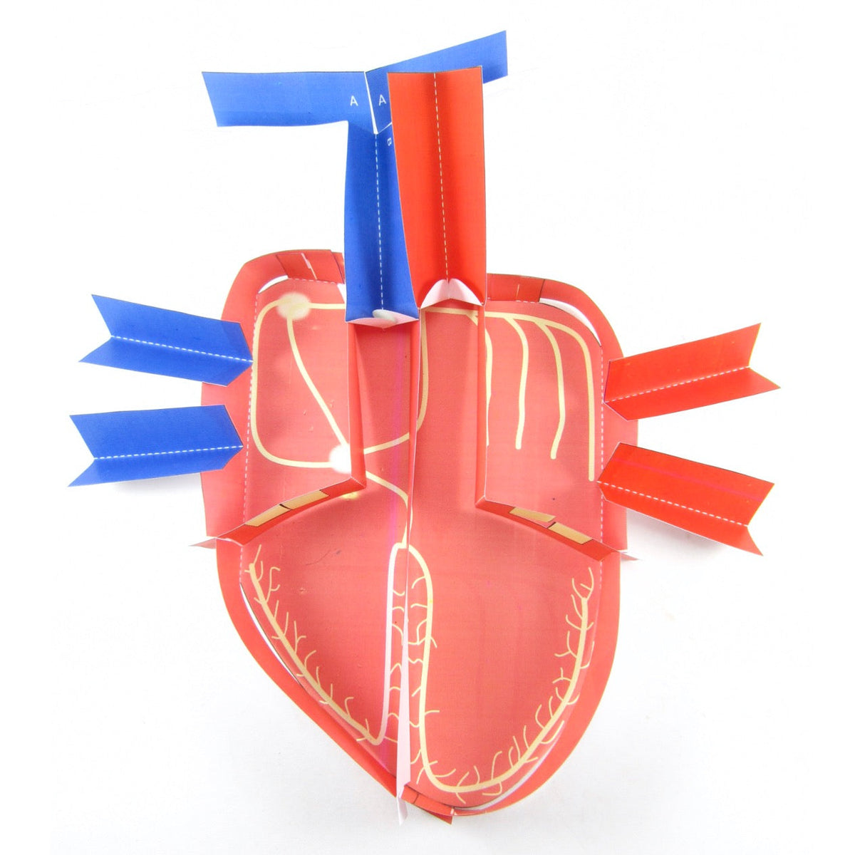 Electrical Control of the Heart – Discovering DNA