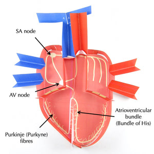 electrical control of the heart origami organelle