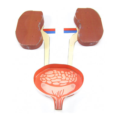 excretory system origami organelle