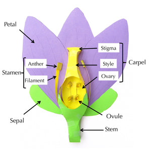 Flowers Origami Organelle labelled