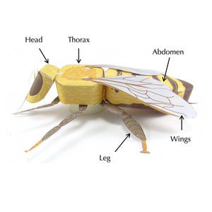 honey bee origami organelle