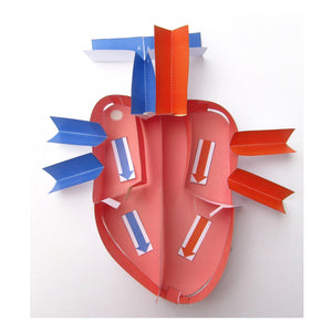 human heart model with blood