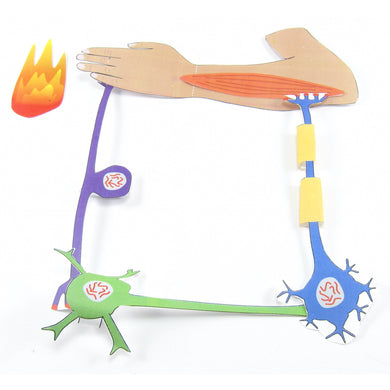 nerve cells & reflexes origami organelle