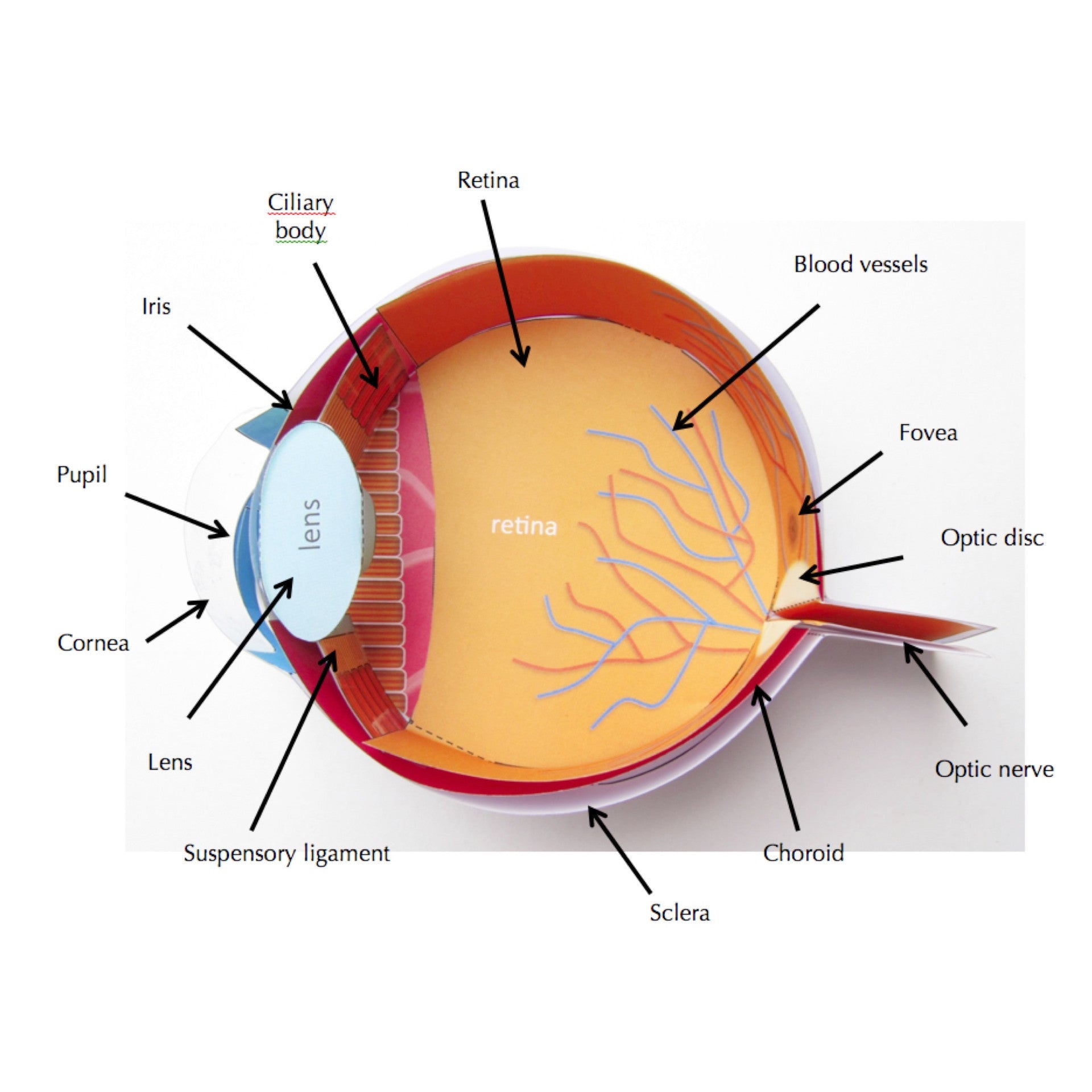 Iris-Pupil-Lens