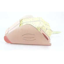 Load image into Gallery viewer, fetal pig dissection origami organelle