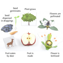 Load image into Gallery viewer, plant life cycle origami organelle