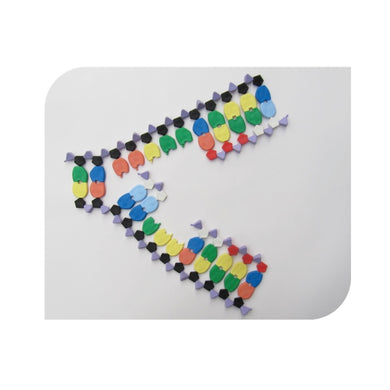 DNA replication genetic puzzle