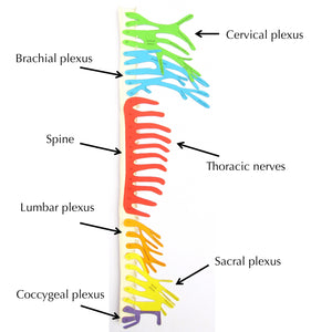 spinal nerves origami organelle