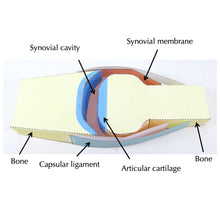 Load image into Gallery viewer, synovial joint origami organelle