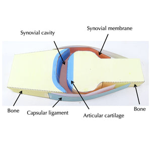 synovial joint origami organelle
